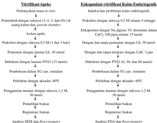 Gambar 1.  Diagram alir percobaan kriopreservasi apeks dan kalus embriogenik purwoceng dengan teknik vitrifikasi dan  enkapsulasi-vitrifikasi 