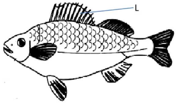 Diagram 21 shows four human vertebrae K, L, M and N along the vertebral column.  