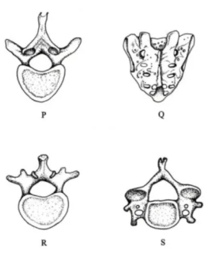 Diagram below  shows part of the human skeletal system. 