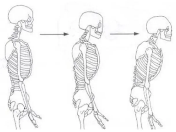 Diagram shows the muscles and bones on the upper arm.  