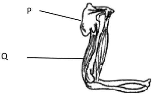 Diagram shows a typical  cervical vertebra. 