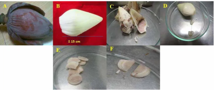 Gambar 1. Tahapan sterilisasi dari eksplan bunga aksis pisang Kepok: (A) jantung pisang utuh, (B) jantung  yang sudah dibuang beberapa lapis brakteanya hingga berukuran 15 cm, (C) jantung yang sudah  disterilisasi, (D &amp; E) irisan bunga aksis,dan (F) ke