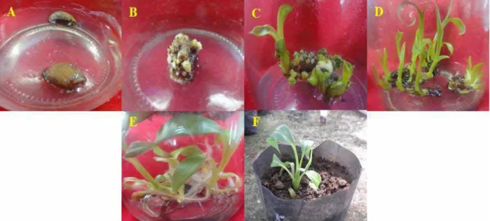 Gambar 5. Tahapan organogenesis pada pisang Kepok, (A) pertumbuhan kultur pada 1 MST, (B) pertum- pertum-buhan kultur pada 6 MST, (C) pertumpertum-buhan kultur pada 12 MST, (D) tahap pemanjangan (E)  perakaran pada media BA 2,253 mg/l + IAA 0,175 mg/l + as