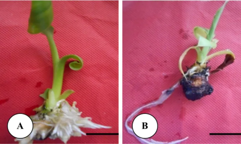 Gambar 3.    Penampilan akar pada planlet pisang Kepok Merah umur 12 minggu setelah tanam di media perakaran