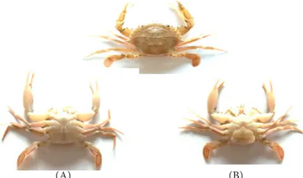 Figure 1 Thalamita sp. (A) male and (B) female 