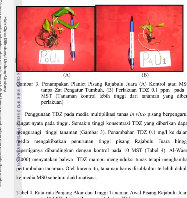 Gambar 3. Penampakan Planlet Pisang Rajabulu Juara (A) Kontrol atau MS0  tanpa Zat Pengatur Tumbuh, (B) Perlakuan TDZ 0.1 ppm  pada 8  MST (Tanaman kontrol lebih tinggi dari tanaman yang diberi  perlakuan) 
