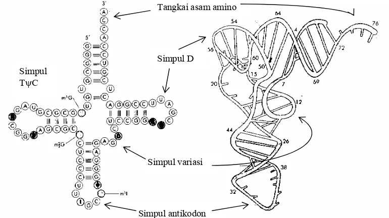 Gambar 5.8. Struktur trNA (a) struktur sekunder (a) dan (b) struktur tersier  