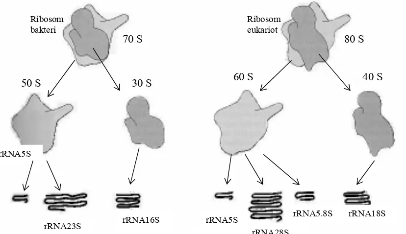 Gambar 5.9  Ribosom bakteri dan eukariot beserta komponen-komponen penyusunnya