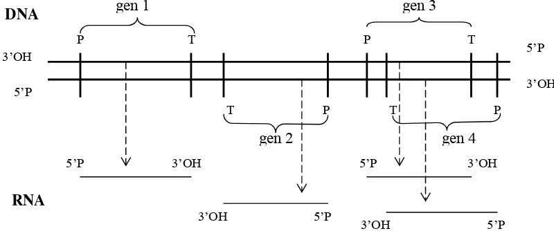 Gambar 5.2. Ruas penyandi transkripsi dibatasi oleh promotor (arah 3’OH) dan terminator (arah 5’P)