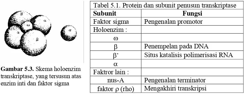 Tabel 5.1. Protein dan subunit penusun transkriptase 