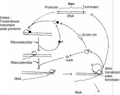 Gambar 5.4.  Skema Proses translasi, dimulai dengan insiasi translasi (faktor σ membawa enzim inti ke promotor, dan diakhiri dengan lepasnya enzim transkriptase pada teminaotor dengan bantuan nusA dan faktor ρ 