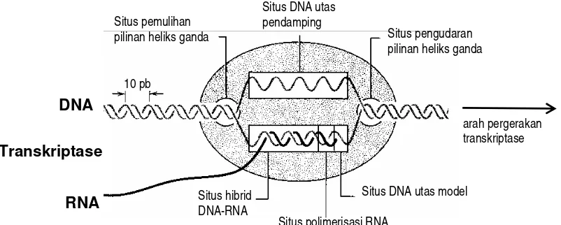 Gambar 5.6. Transkriptase dengan situs aktifnya dalam proses sintesis polimerisasi RNA 