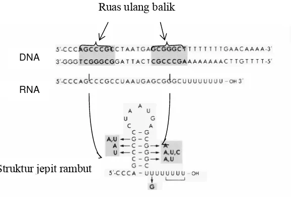 Gambar 5.7. Struktur terminator, yang mengandung ruas ulang balik,  sehingga dihasulkan struktur jepit rambut pada RNA 