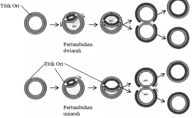 Gambar 4.7.  Perbandingan replikasi model θ dwiarah dan uni arah pada kromosom bakteri