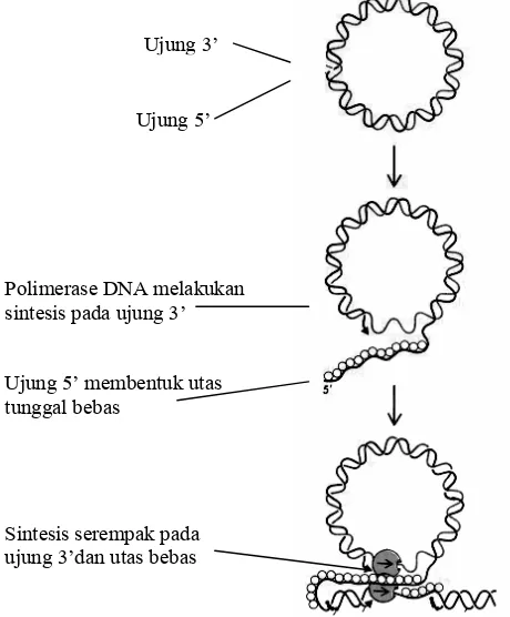 Gambar 4.9. Model replikasi lingkaran berputar, digunakan pada replikasi virus 