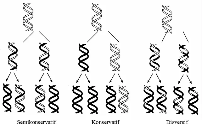 Gambar 4.1. Replikasi DNA mengikuti pola semikonservatif, yaitu dari dua utasan polinukleotida penyusun DNA hanya satu yang disintesis sedangkan yang satunya lagi berasal dari DNA tetuanya
