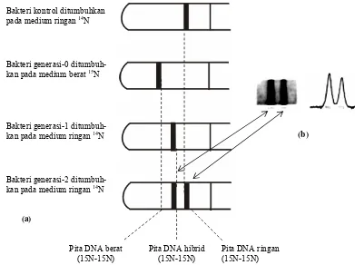 Gambar 4.2. (a) Sentrifugasi dengan tabung penyangga berkepekatan bertingkat berhasil memisahkan DNA berdasarkan beratnya, 15N (berat), 15N- 14N,(hibrid), dan 14N.(ringan) , dan kemudian (b) dan menangkap signal dengan film dan memriksa kepekatan dengan densitometer 
