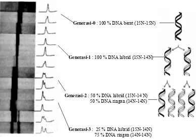 Gambar 4.3. Hasil percobaan Meselson & Stahl. Pemeriksaan densitometer terhadap fotoradiografi DNA, menunjukkan bahwa kuantitas jenis DNA dari beberapa generasi berurutan mendukung pola replikasi semikonservatif.
