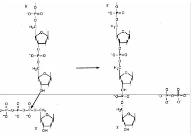 Gambar 4.4 . Pertumbuhan 5-3 pada sintesis polinukleotida. Nukleotida baru akan ditambahkan pada ujung 3'OH dari rangkaian nukleotida yang telah ada dan membentuk ikatan 5-3 fosfodiester