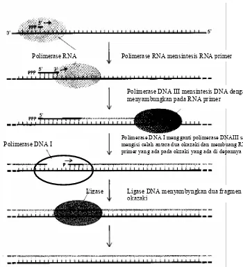 Gambar 4.6 . Langkah sintesis utasan baru DNA melibatkan empat enzim, Polimerase RNA mengawali sintesis, Polimerase DNA III memperpanjang rantai nukleotida, Polimerase DNA I membuang RNA primer dan mengisi celah dan Ligase menyambungkan dua fragmen Okazaki