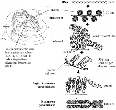 Gambar 3.10 Asosiasi DNA dengan  histon dalam kromosom eukariot. Menjelang pembelahan sel akan terjadi penggulungan DNA menjadi tebal sampai membentuk struktur kromosom yang tampak di bawah mikroskop