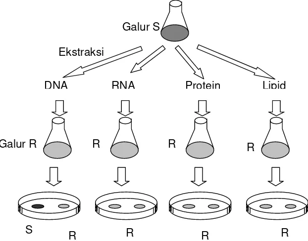 Gambar 3.2. Hanya komponen DNA dari galur S yang dapat merubah galur R menjadi seperti galur S, berarti DNAlah yang merupakan bahan genetik yang terlibat dalam transformasi