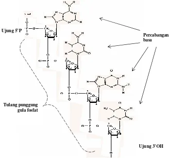 Gambar 3.4. Rantai polinukliotida, merupakan rangkaian nukleotida; fosfat pada C5 satu nukleotida dihubungkan dengan C3 dari nukleotida lain sehingga akan terbentuk tulang punggung gula fosfat, dan basa sebagai cabang