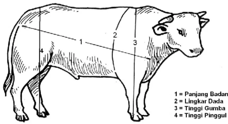 Gambar 1. Berbagai pengukuran tubuh ternak sapi (Santoso, 2003) 