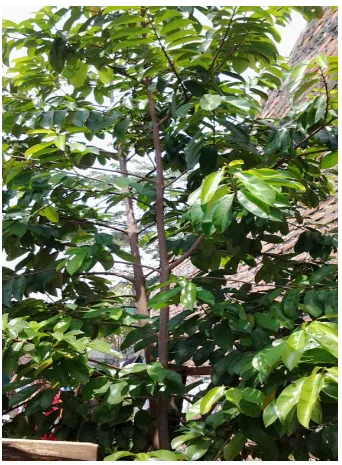 Gambar 1. Tumbuhan sirsak (Annona muricata L.) 