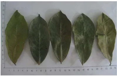 Gambar 2. Daun sirsak (Annona muricata folium) 