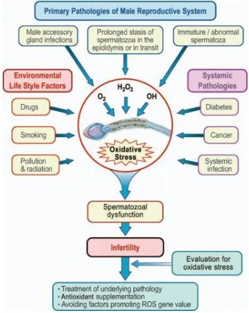 Gambar 2. Pengaruh Antioksidan dan Stress Oksidatif Terhadap  Infertilitas 25  (Esteves, 2011) 