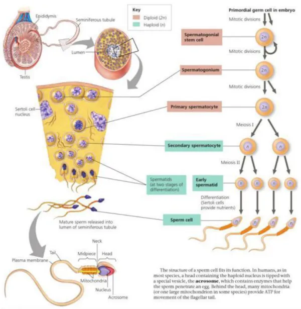 Gambar 1. Proses Spermatogenesis 13  (Reece, 2014) 