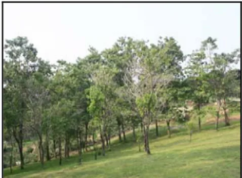 Gambar 13. RTH Pocket Park (Sumber: Lapang, 2010) 