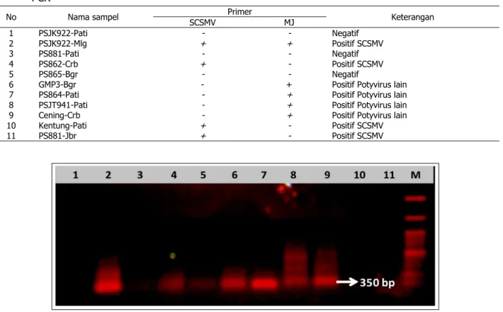 Gambar 2. Pita spesifik hasil uji RT-PCR menggunakan primer spesifik SCSMV: 1) PSJK 922-Pati, 2) PSJK22- PSJK22-Mlg, 3) PS881-Pati, 4) PS862-Crb, 5) PS865-Bgr, 6) GMP3-Bgr, 7) PS864-Pati, 8) PSJT941-Pati, 9)  Cening-Crb, 10) Kentung-Bgr, 11) PS881-Jbr, dan