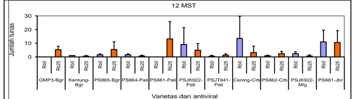Gambar 5. Tingkat multiplikasi tunas dari eksplan meristem dari 11 varietas tebu setelah perlakuan kultur  meristem dan kemoterapi dengan Ribavirin 0 μg (Rb0) atau Ribavirin 25 μg/l (Rb25) 
