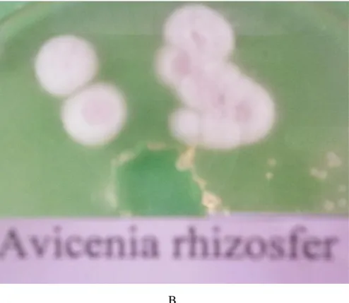Gambar  3  :  Morfologi  actinomycetes  yang  diisolasi  dari  rhizozfer tegakan Avicenia sp