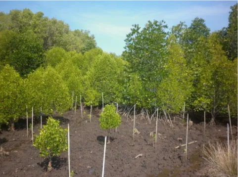 Gambar  8.  Kawasan  mangrove  desa  Bulalo  kecamatan  Kwandang  Kabupaten  Gorontalo  Utara  sebagai  lokasi  pengambilan  sampel  