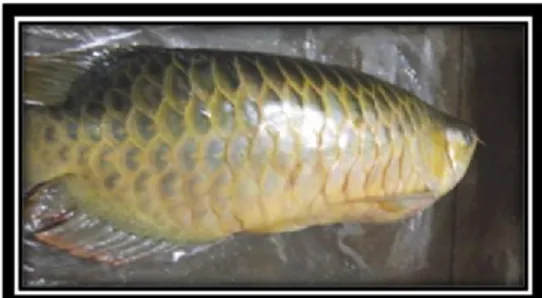 Gambar 6. Penyakit Kembang Sisik pada Ikan Arwana Super Red 