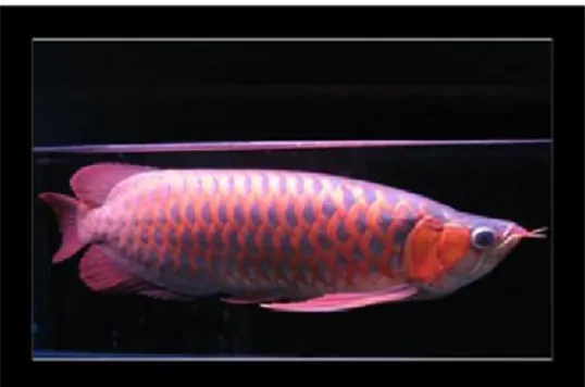 Gambar 1. Ikan Arwana Super Red (Scleropages formosus) 
