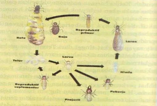 Gambar 1. Daur Hidup Rayap Membentuk Koloninya 