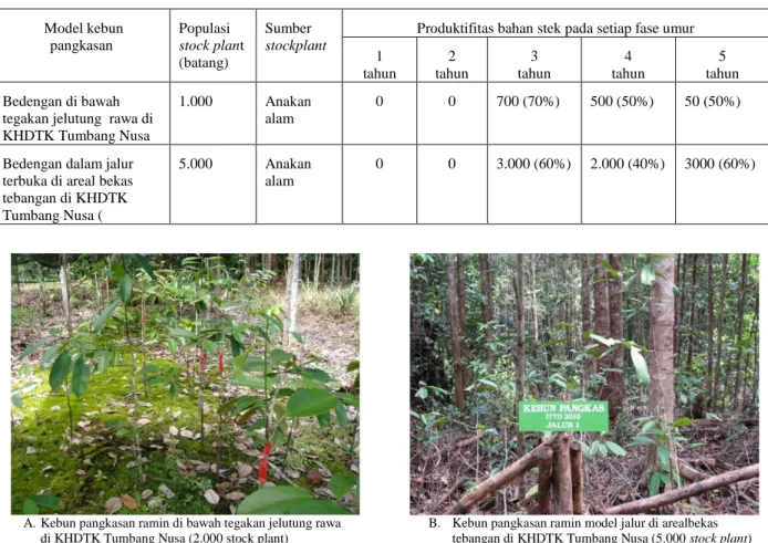 Tabel 2. Produktivitas kebun pangkasan ramin  pada setiap fase umur dari   dua model kebun pangkasan ramin BPK Banjarbaru  (eks kerjasama antara Puskonser – ITTO – BPK Banjarbaru)