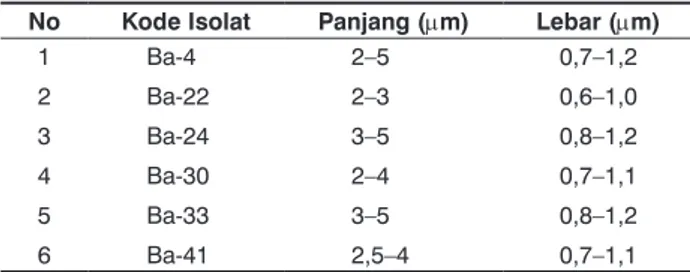 Tabel 2.  Dimensi sel Bacillus spp.
