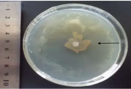 Gambar  2.  Zona  bening  yang  dihasilkan  perlakuan  ke-2  (bakteri  Bacillus  sp.  strain  BS  3)