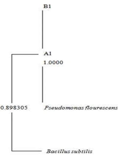 Gambar 1. Similaritas antara isolat A1, B1, Pseudomonas flourescens dan Bacillus subtilis 