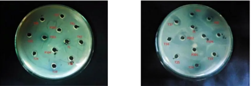 Gambar  2.  Hasil  uji  aktivitas  cairan  kultur  isolat  Actinomycetes  dengan  volume  50uL  (gambar kiri) dan 100 uL(gambar kanan) terhadap S