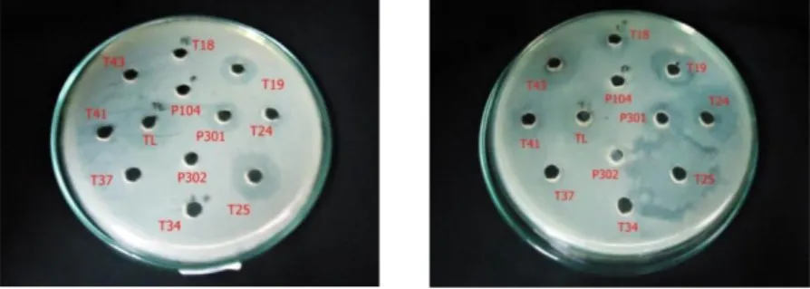 Gambar  3.  Hasil  uji  aktivitas  cairan  kultur  isolat  Actinomycetes  dengan  volume  50uL  (gambar kiri) dan 100 uL(gambar kanan) terhadap E