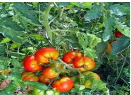 Gambar  8. Komoditas sayuran Tomat  c.   Caisim 
