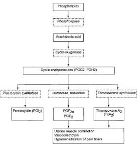 Gambar 2.3 siklooksigenase pathway yang berpengaruh pada dismenore primer(Sumber: Dawood MY, 2006, Primary dysmenorrhea advances in pathogenesis and management) 