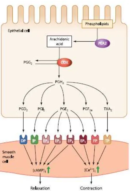 Gambar 2.5Biosintesa prostanoid dan mekanisme kerjanya(Sumber: Ruan Ye et al 2011 Regulation of smooth muscle contraction by the epithelium: role of prostaglandins) 