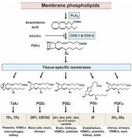 Gambar 2.6 Biosintesis pathway prostanoid(sumber:Ricciotti E, 2011 Prostaglandins 